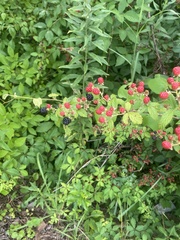Rubus