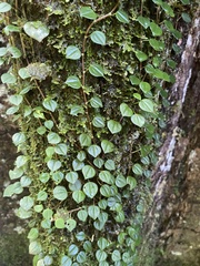 Peperomia serpens