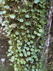 Peperomia serpens