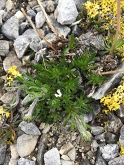 Chrysanthemum integrifolium