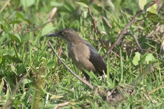 Quiscalus nicaraguensis