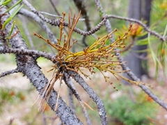 Arceuthobium americanum