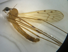 Limonia phragmitidis