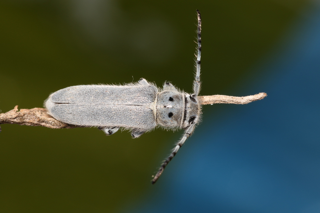 Mecas bicallosa