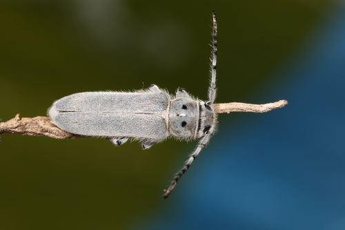 Mecas bicallosa