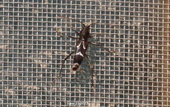 Rhaphuma gracilipes