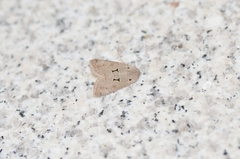 Orthosia carnipennis
