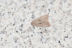 Orthosia carnipennis