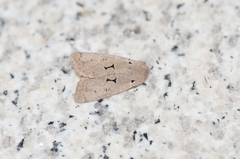 Orthosia carnipennis
