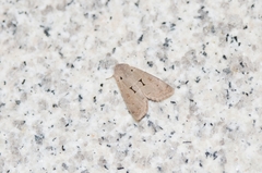 Orthosia carnipennis