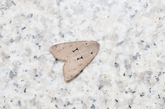 Orthosia carnipennis