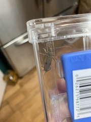 Eburia mutica