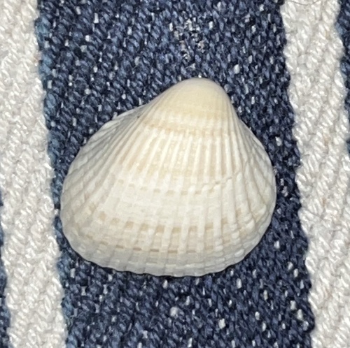 Chemnitz's ark clam