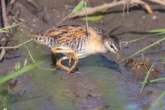 Hapalocrex flaviventer