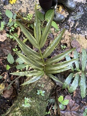 Lomariopsidaceae