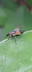Idiella