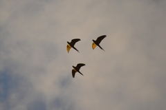 Orthopsittaca manilatus