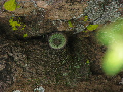 Mammillaria wagneriana