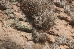 Tillandsia fresnilloensis