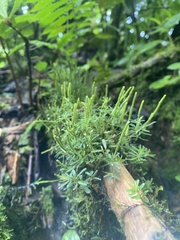 Peperomia swartziana