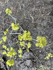 Eriogonum strictum