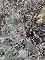 Eriogonum strictum