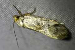 Philobota thiocrossa