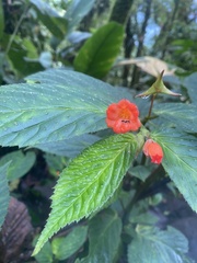 Begonia longirostris