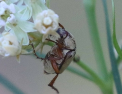 Macrodactylus uniformis