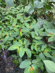 Begonia longirostris