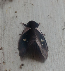 Dirphiopsis trisignata