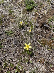 Ranunculus glaberrimus ellipticus