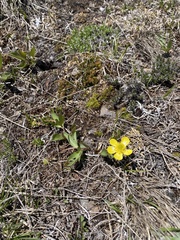 Ranunculus glaberrimus ellipticus