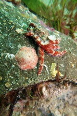 Meridiastra medius