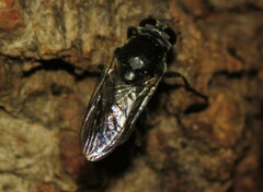 Myolepta nigra