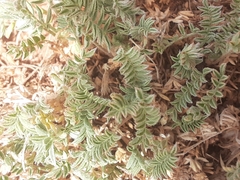 Astragalus argophyllus