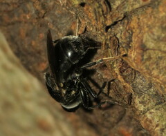Myolepta nigra