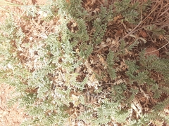 Astragalus argophyllus