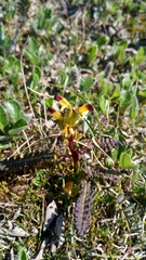 Pedicularis flammea