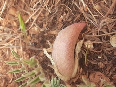 Astragalus argophyllus