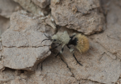 Dasymutilla magna