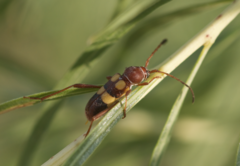 Aethecerinus latecinctus