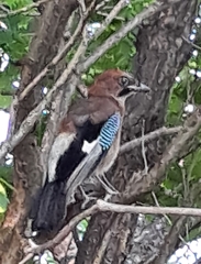 Garrulus glandarius