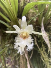 Chondroscaphe embreei