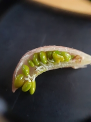 Astragalus argophyllus