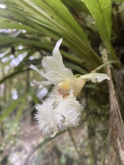 Chondroscaphe embreei