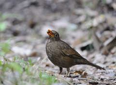 Turdus boulboul