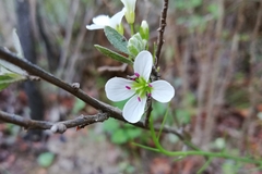 Cardamine tuberosa
