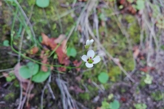 Cardamine tuberosa
