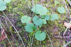 Cardamine tuberosa